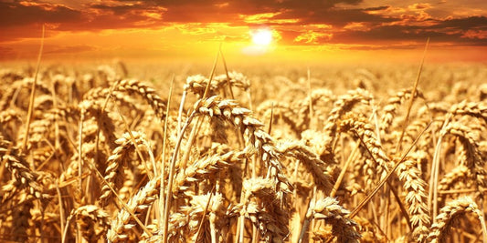 Gluten Sensitivity – Why the Tests are often wrong